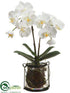 Silk Plants Direct Phalaenopsis Orchid Plant - White - Pack of 1