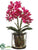 Phalaenopsis Orchid Plant - Orchid - Pack of 1