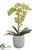 Phalaenopsis Orchid Plant - Green - Pack of 1