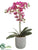 Phalaenopsis Orchid Plant - Orchid - Pack of 1