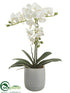 Silk Plants Direct Phalaenopsis Orchid Plant - White - Pack of 1