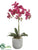 Phalaenopsis Orchid Plant - Orchid - Pack of 1