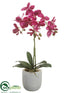 Silk Plants Direct Phalaenopsis Orchid Plant - Orchid - Pack of 1