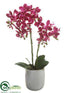 Silk Plants Direct Phalaenopsis Orchid Plant - Orchid - Pack of 1