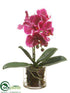 Silk Plants Direct Phalaenopsis Orchid Plant - Orchid - Pack of 1