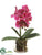 Phalaenopsis Orchid Plant - Orchid - Pack of 1