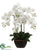 Phalaenopsis Orchid Plant - White - Pack of 2