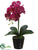 Phalaenopsis Orchid Plant - Orchid - Pack of 4