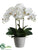 Phalaenopsis Orchid Plant - White - Pack of 2