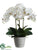 Phalaenopsis Orchid Plant - White - Pack of 2