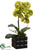 Phalaenopsis Orchid Plant - Green - Pack of 6