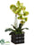 Phalaenopsis Orchid Plant - Green - Pack of 4