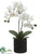 Phalaenopsis Orchid Plant - Cream Yellow - Pack of 6