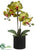 Phalaenopsis Orchid Plant - Green - Pack of 6