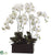 Phalaenopsis Orchid Plant - White Green - Pack of 1