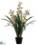 Cymbidium Orchid Plant - Pink Burgundy - Pack of 2