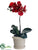 Phalaenopsis Orchid Plant - Brick - Pack of 4