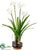 Silk Plants Direct Paperwhite - White - Pack of 4