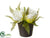 Peony - White - Pack of 12