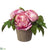 Peony - Pink - Pack of 1