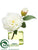 Peony - White - Pack of 8