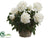 Peony - Cream - Pack of 1