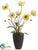 Poppy - Yellow - Pack of 12