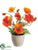 Poppy - Orange Two Tone - Pack of 6