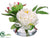 Peony - Cream Beauty - Pack of 6