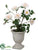 Rose - White - Pack of 2