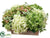 Hydrangea, Snowball - Green Cream - Pack of 2