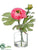 Ranunculus - Cerise - Pack of 12