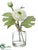 Ranunculus - White - Pack of 12