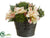 Rose, Sedum - Orchid Green Peach Green - Pack of 4