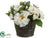 Rose, Sedum - White Green - Pack of 4