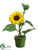 Sunflower - Yellow - Pack of 12