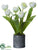 Tulip - White - Pack of 2