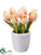 Tulip - Peach - Pack of 12