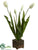 Tulip - Cream Green - Pack of 2