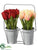 Tulip - Red Peach - Pack of 4