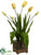 Tulip - Yellow Green - Pack of 1