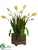 Tulip - Yellow Green - Pack of 1