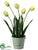 Tulip - Yellow Green - Pack of 2