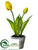 Tulip - Yellow - Pack of 12