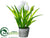 Tulip - White - Pack of 12