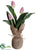 Tulip - Lilac - Pack of 12