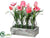 Tulip - Pink Rose - Pack of 2