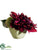 Dahlia, Sedum - Wine Green - Pack of 12