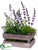 Lavender - Lavender - Pack of 4