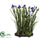 Iris - Purple - Pack of 1